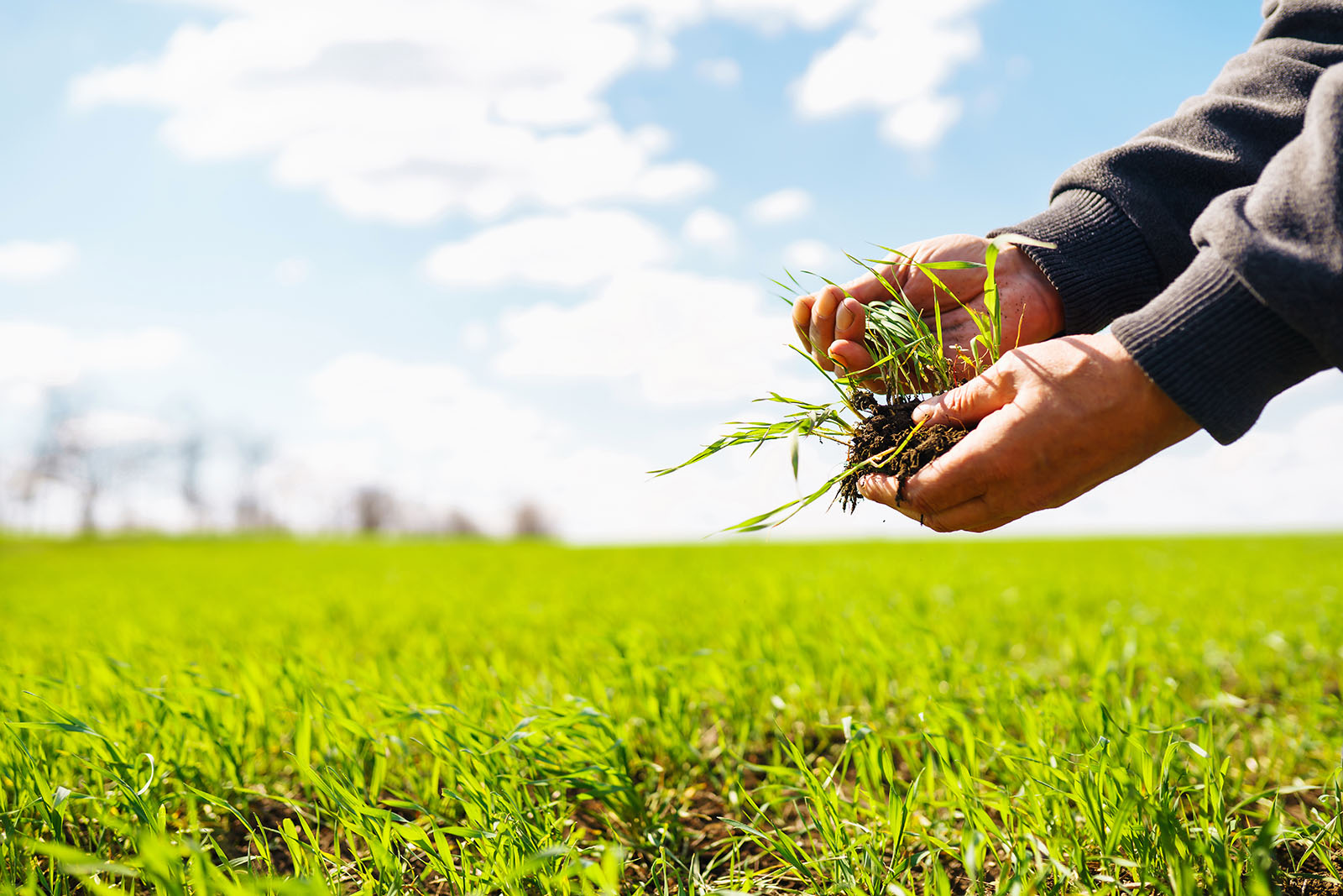 Nice Fresh Lush Grass And Hands Picking Up A Patch Of It