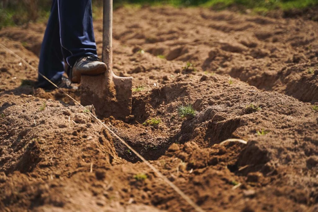 Man Digging Soil, Land With Shovel, Making Garden Beds For Spring Planting Of Potatoes. Good Harvest. Family Farming, Self Cultivation Of Healthy, Natural Eco Friendly Bio Food,vegetables.countryside