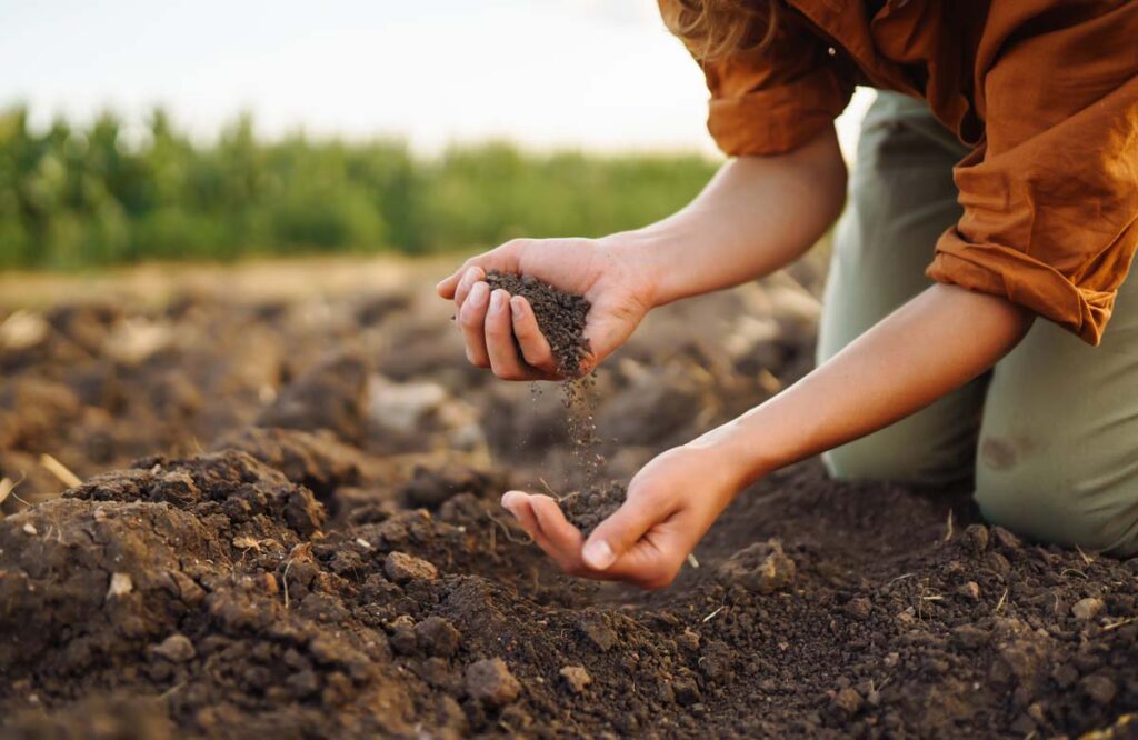 Female Hand Of Expert Farmer Collect Soil And Checking Soil Health Before Growth A Seed Of Vegetable